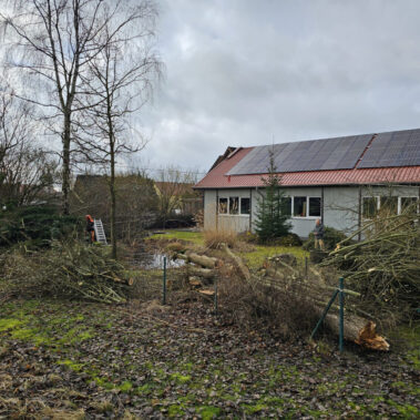 Vorbereitungsarbeiten für den Hallenbau – Bäume werden gefällt und das Gelände freigeräumt.