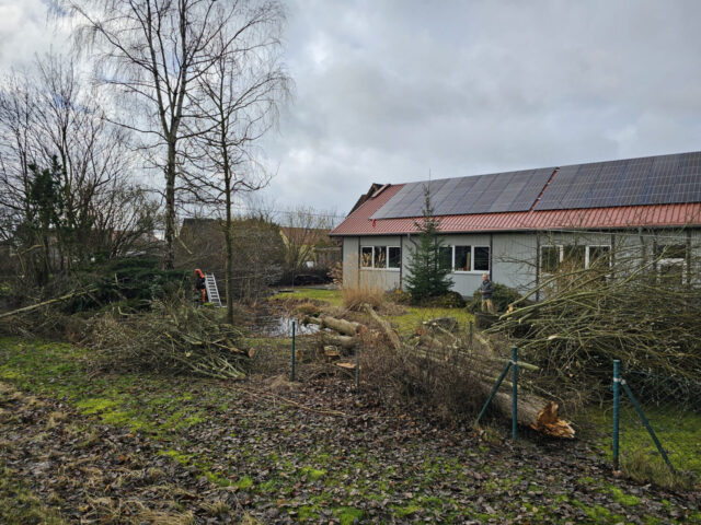 Vorbereitungsarbeiten für den Hallenbau – Bäume werden gefällt und das Gelände freigeräumt.